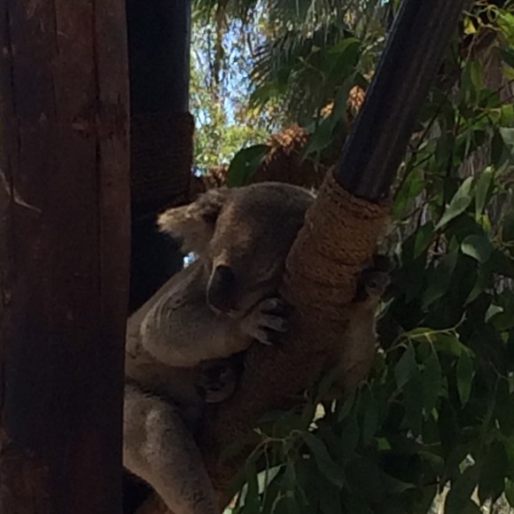 Meet your Posher, Samantha - Picture 1 of 1